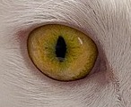 yellow-eye